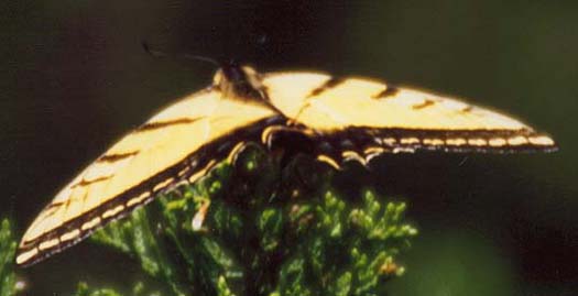 Two-tailed Swallowtail