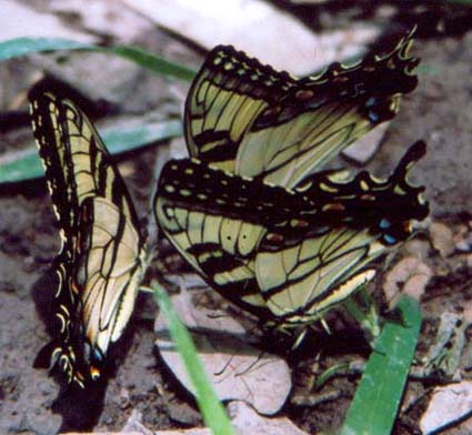 E. Tiger Swallowtails