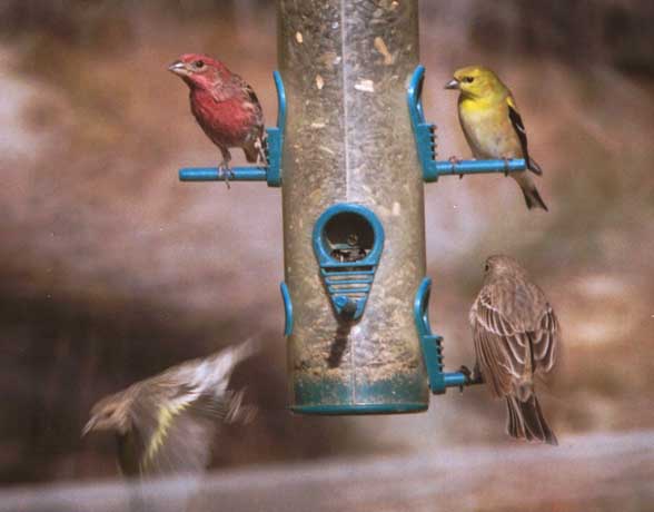 birds at feeder