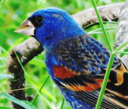 Blue Grosbeak