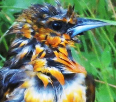 Yellow Warbler
