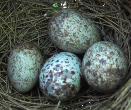 Cardinal-Cowbird eggs