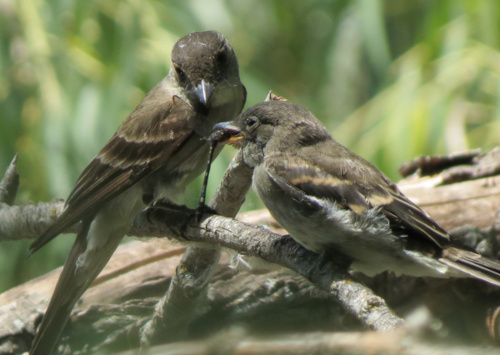 Eastern Wood-Pewee