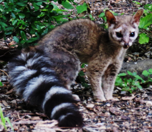 Ringtail
