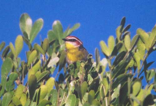 Rufous-capped Warbler