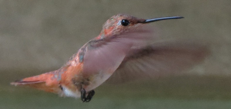rufoushummingbird