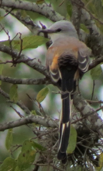 Scissor-tailed Flycatcher