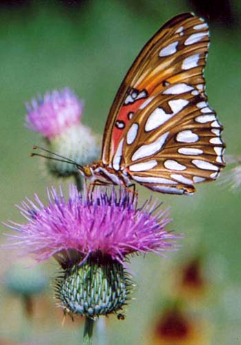 Gulf Fritillary