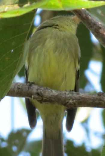 yellowbelliedflycatcher