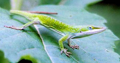Anole