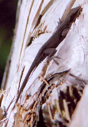 Anole