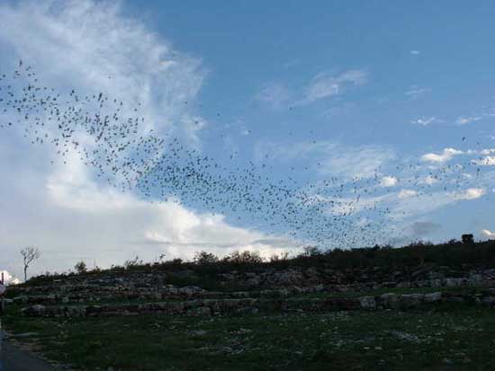 Bat Flight