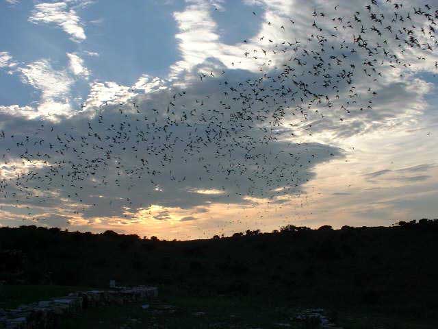 Bat Flight