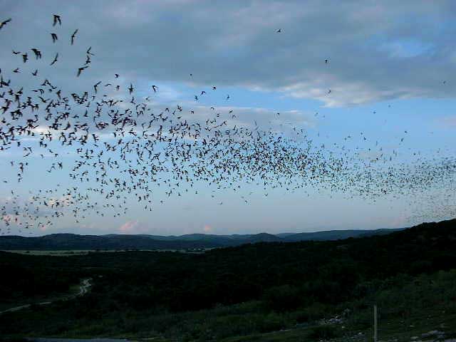 Bat Flight