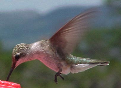 Black-chinned Hummingbird