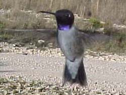 Black-chinned Hummingbird
