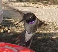 Black-chinned Hummingbird
