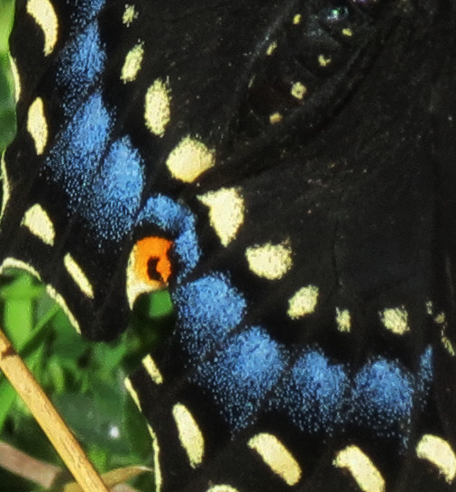 blackswallowtail