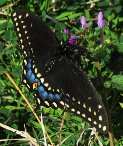 blackswallowtails