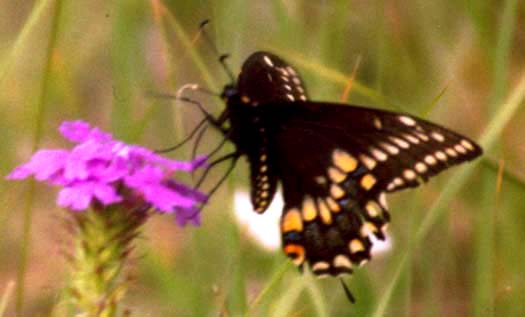 Black Swallowtail