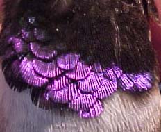 Black-chinned Hummingbird