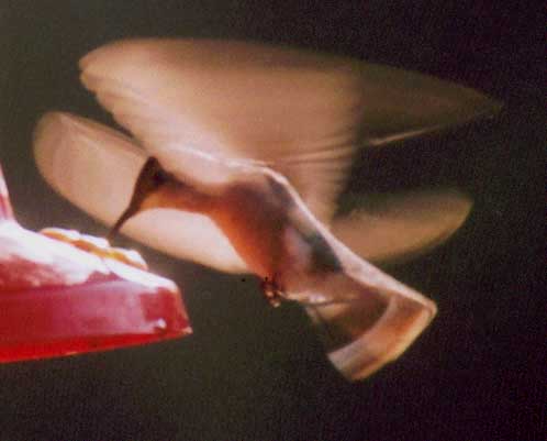 Black-chinned Hummingbird