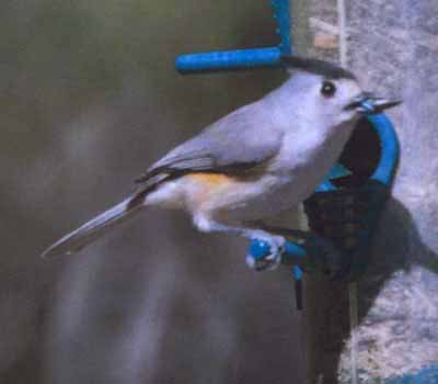 Black-crested Titmouse