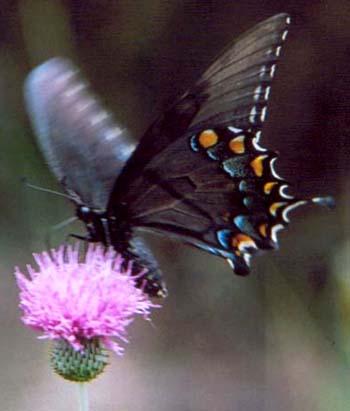Black E. Tiger Swallowtail