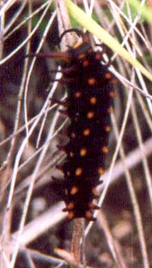 Larvae