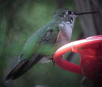 Broad-tailed Hummingbird