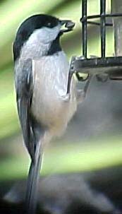 Carolina Chickadee