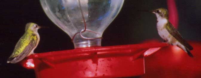 Calliope Hummingbird