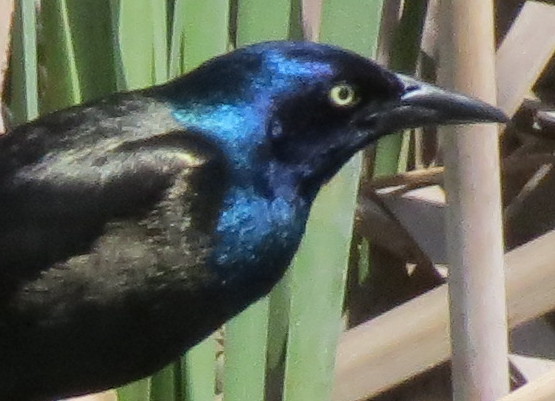 commongrackle
