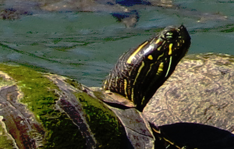 Texas River Cooter