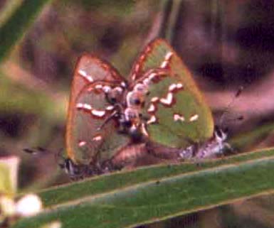 Olive Juniper Hairstreak