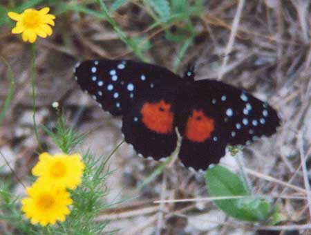 Crimson Patch