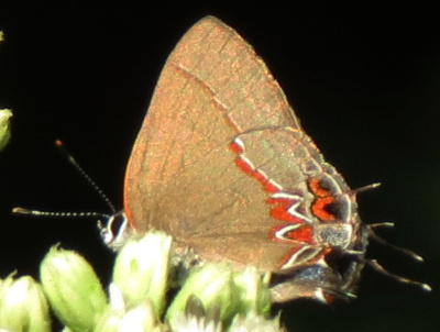 dusky-blue groundstreak