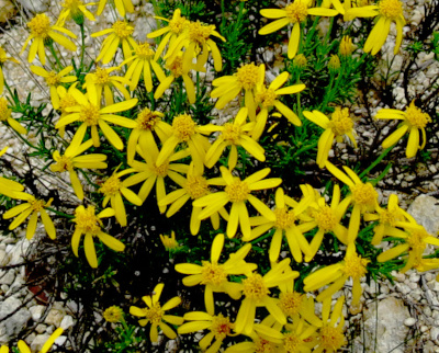 Diamentia