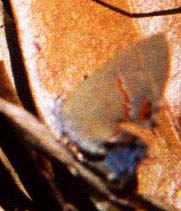 Dusky-blue Groundstreak