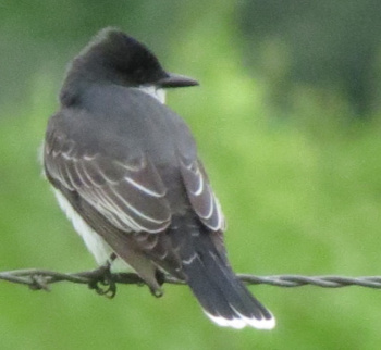Eastern Kingbird