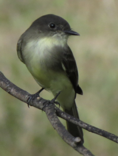 Eastern Phoebe