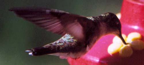 Black-chinned Hummingbird