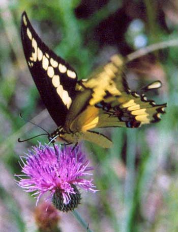 Giant Swallowtail