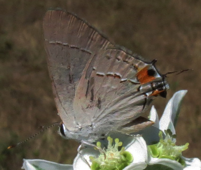 grayhairstreak