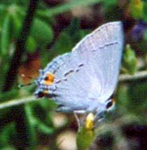 Gray Hairstreak