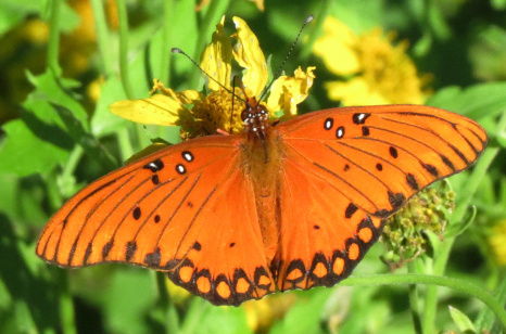 Gulf Fritillary
