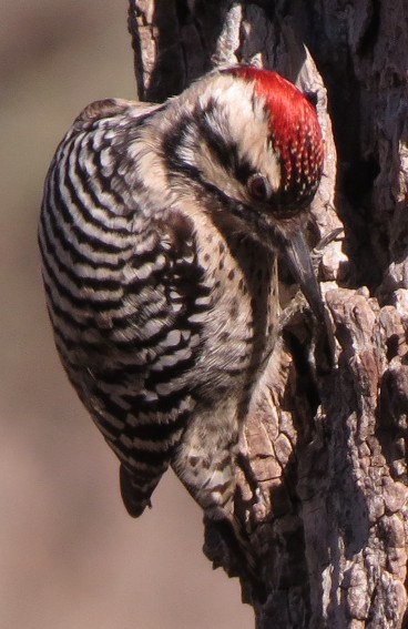 ladderbackedwoodpecker