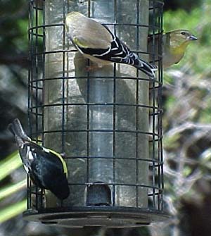 Goldfinches