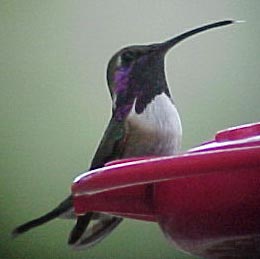 Lucifer Hummingbird