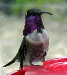 Lucifer Hummingbird